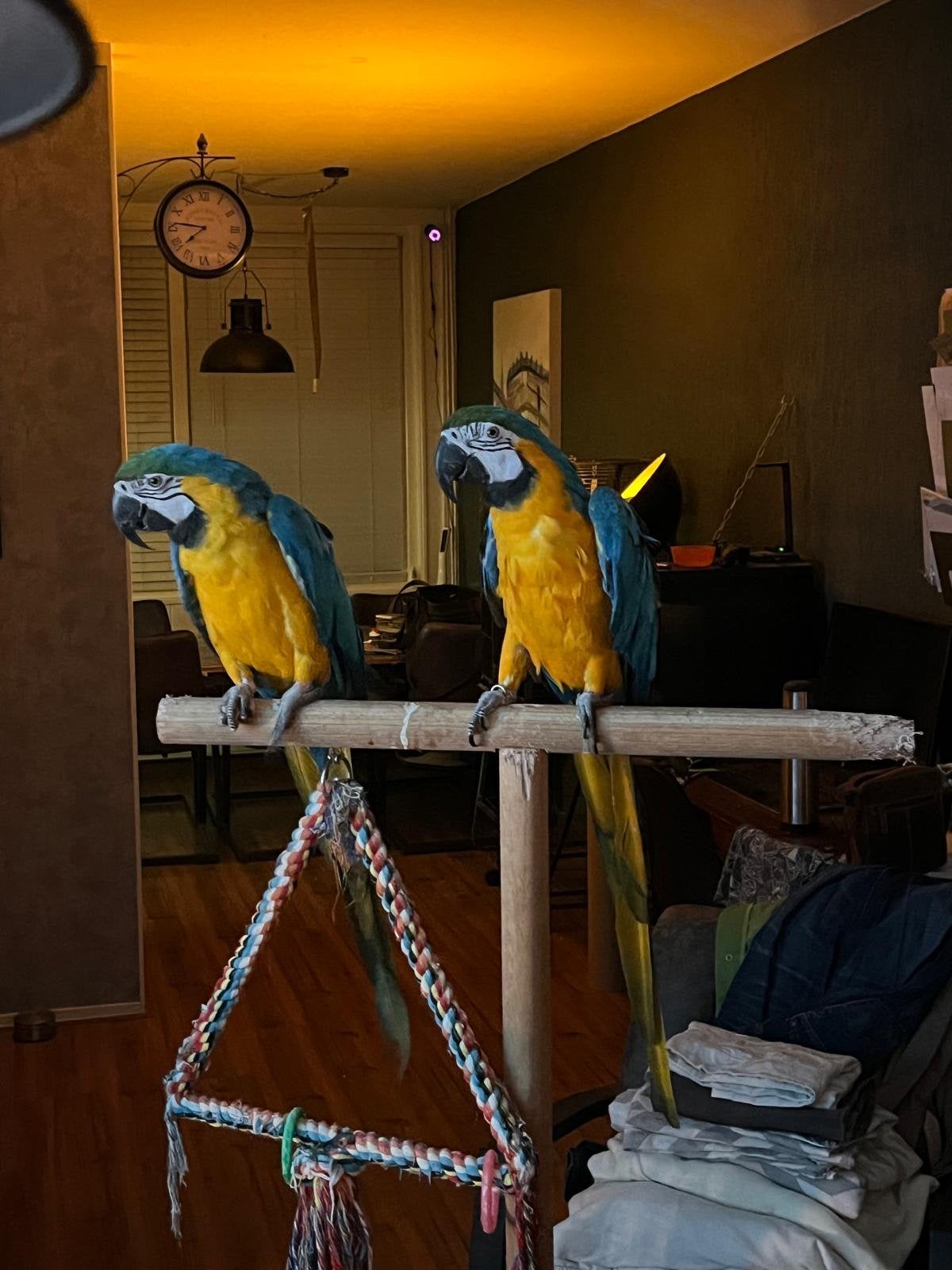 Koppel blauw geel ara  tekoop wegens tijd gebrek, Meerdere dieren, Papegaai, Pratend