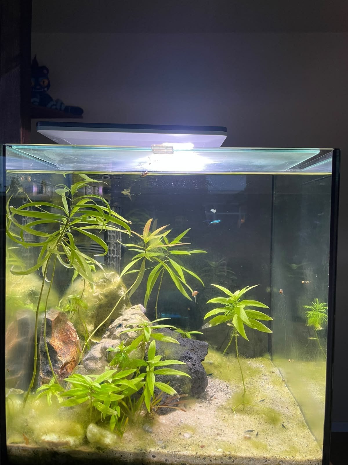superfish cubiq 60 pro, Ophalen, Zo goed als nieuw, Gevuld zoetwateraquarium, Superfish