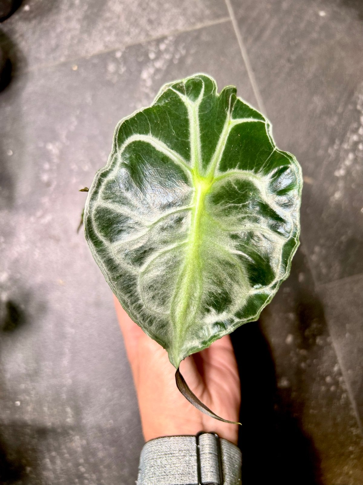Alocasia Venom - Prachtige en zeldzame kamerplant, Ophalen of Verzenden, Halfschaduw, Minder dan 100 cm