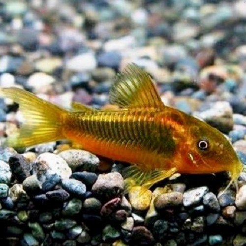Corydoras gold stripe Peru, Dieren en Toebehoren, Vis, Zoetwatervis, Schoolvis