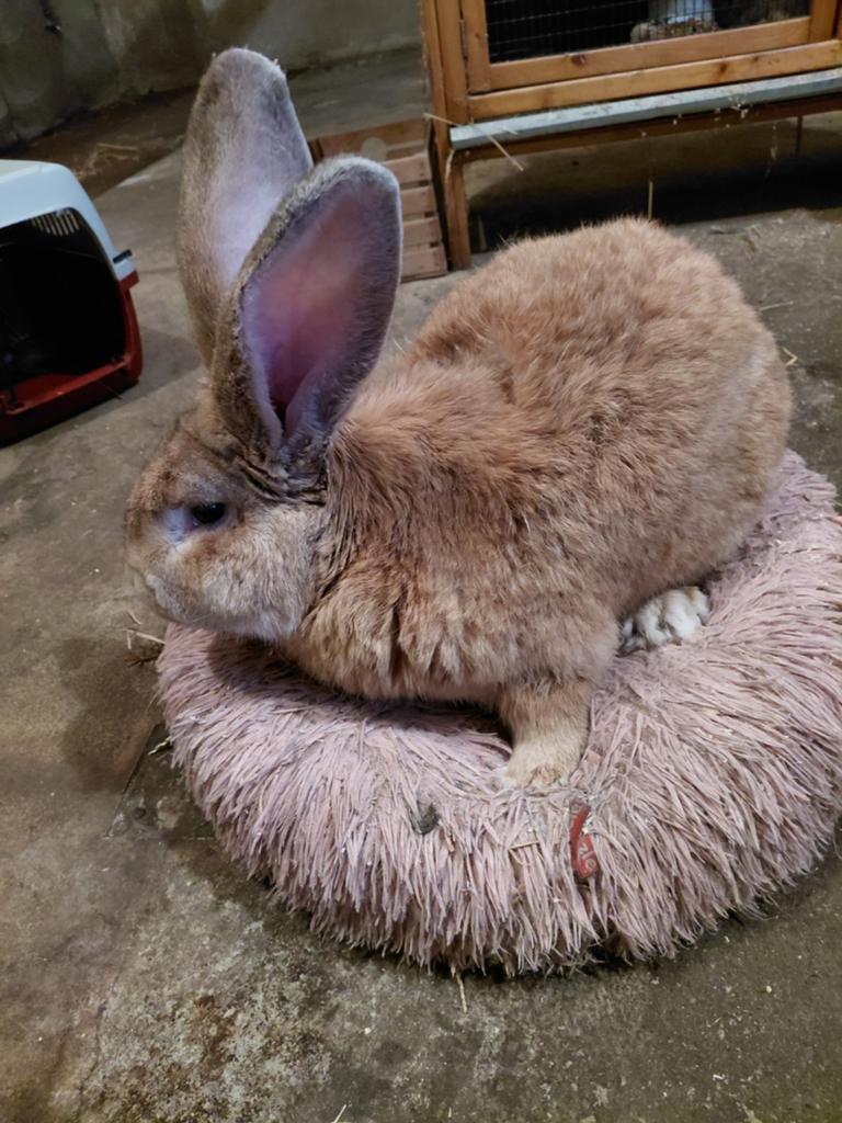 Dekram, Dieren en Toebehoren, Mannelijk, Groot