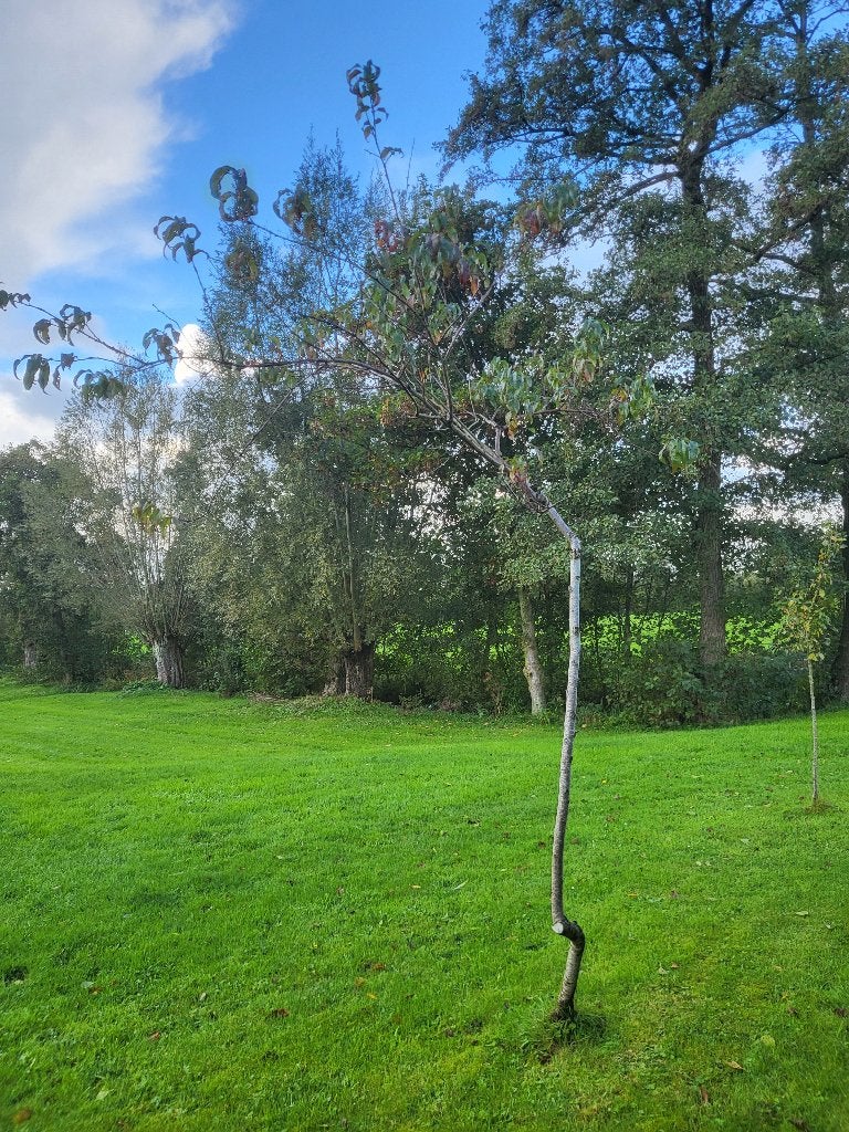 perzikboom fruitboom 300 cm 3 meter, Ophalen, Minder dan 100 cm, Lente, Overige soorten
