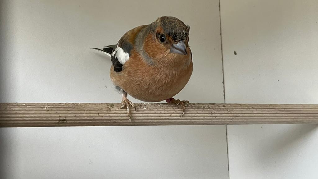 Te koop Botvink  Man, Dieren en Toebehoren, Vogels | Overige Vogels, Mannelijk
