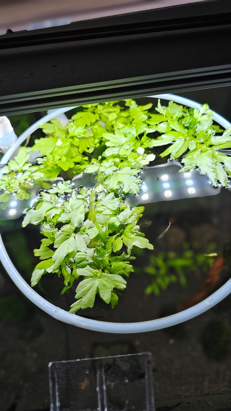Eikenblad varen, Dieren en Toebehoren, Vissen | Aquaria en Toebehoren, Ophalen of Verzenden, Nieuw, Plant(en), Steen of Hout
