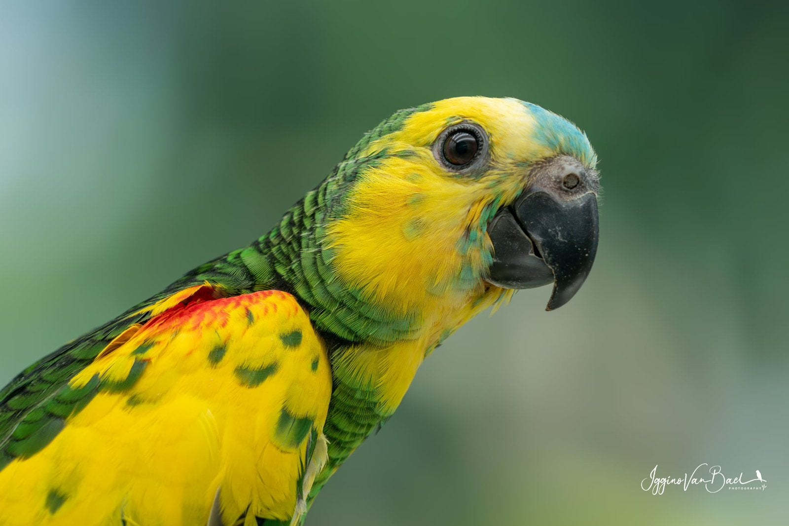 Diverse Geelschouder Amazones, Dieren en Toebehoren, Meerdere dieren, Papegaai, Geringd