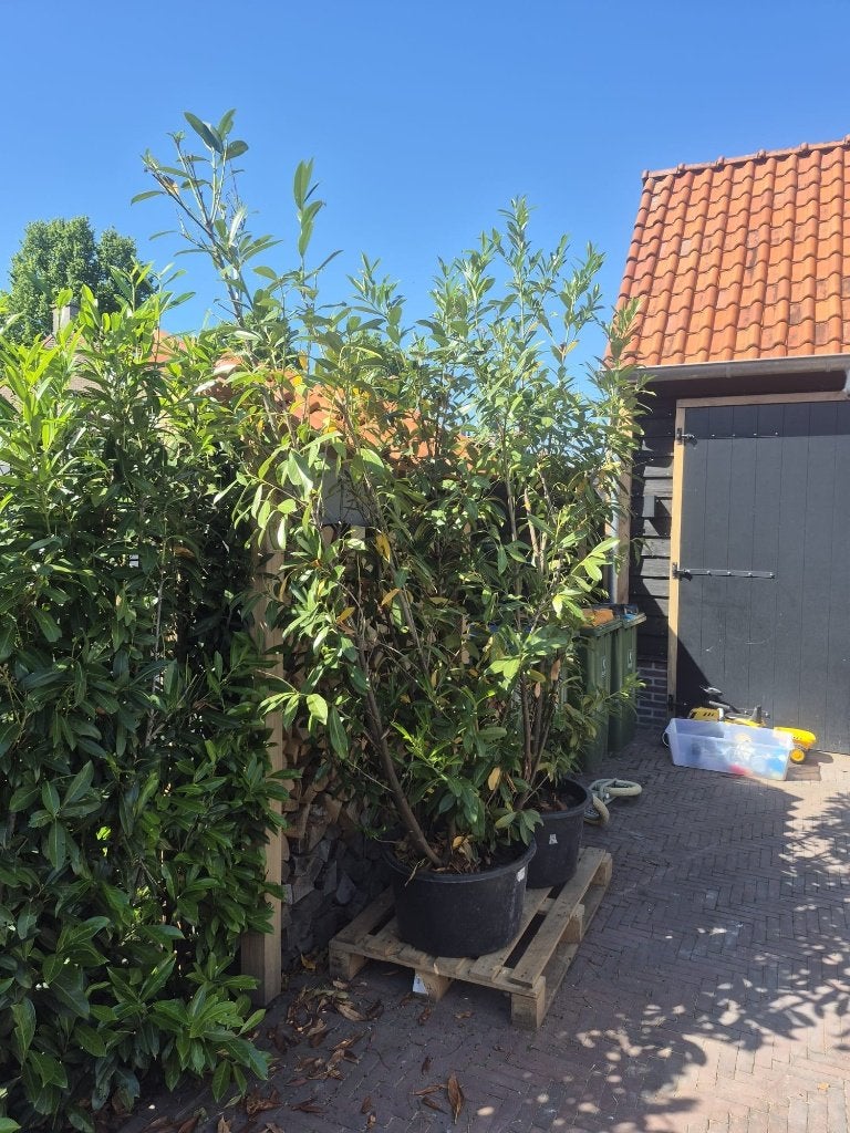 Prunus laurier Caucasica haag plant 200cm, Tuin en Terras, Planten | Struiken en Hagen, Ophalen of Verzenden, Laurier, 100 tot 250 cm
