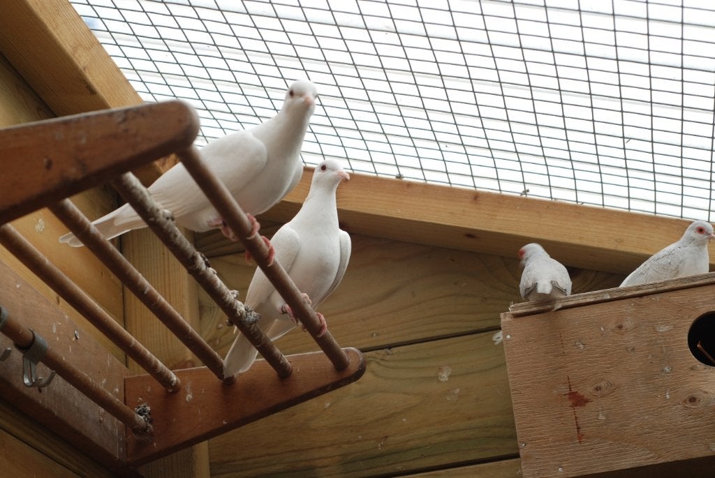 3 koppels witte lachduiven, Dieren en Toebehoren, Meerdere dieren, Overige soorten