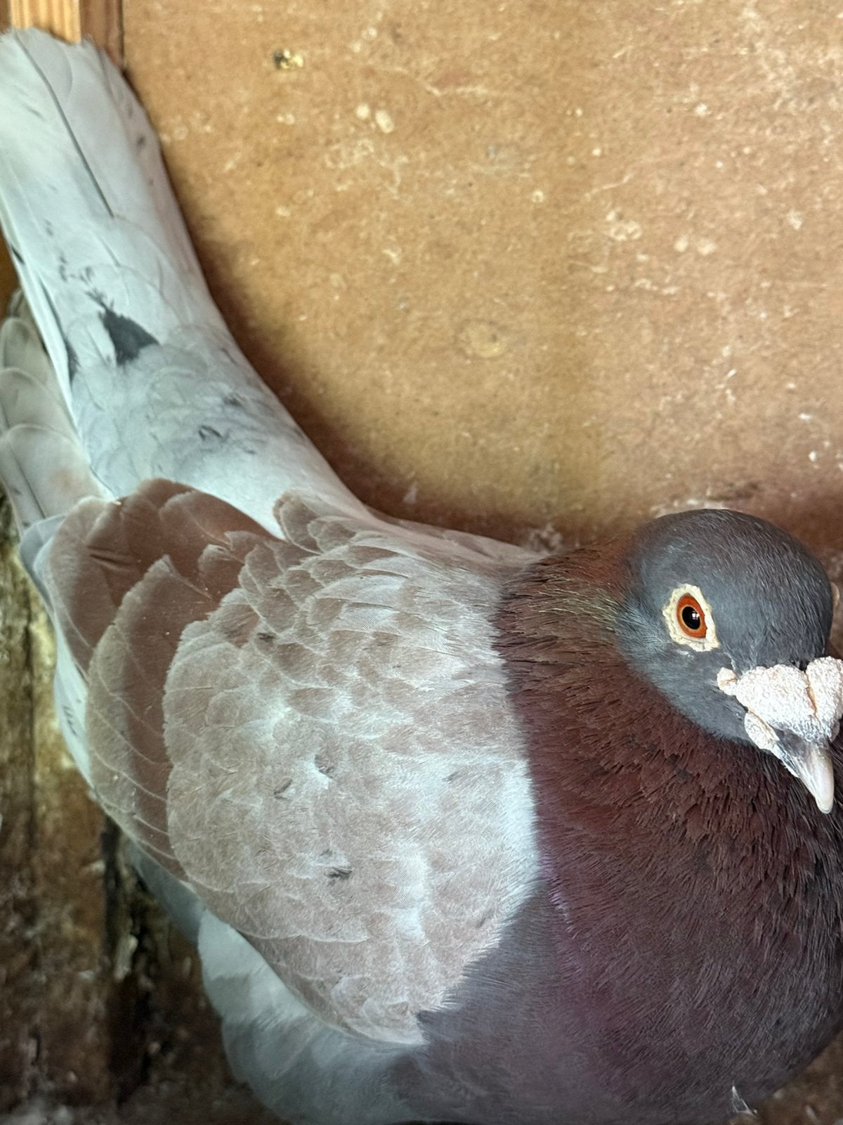 Liemburg, Dieren en Toebehoren, Meerdere dieren, Postduif