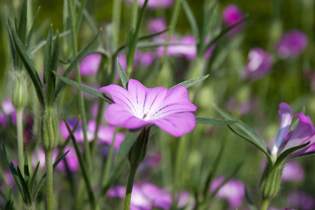 Biologisch gekweekte zaden Bolderik, Ophalen of Verzenden, Volle zon