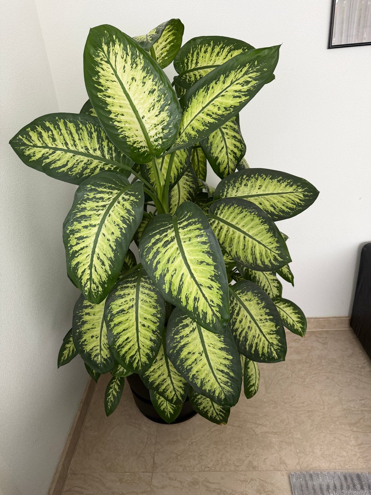 Grote Dieffenbachia kamerplant in pot 160cm hoog, Ophalen, 100 tot 150 cm, Overige soorten, Halfschaduw