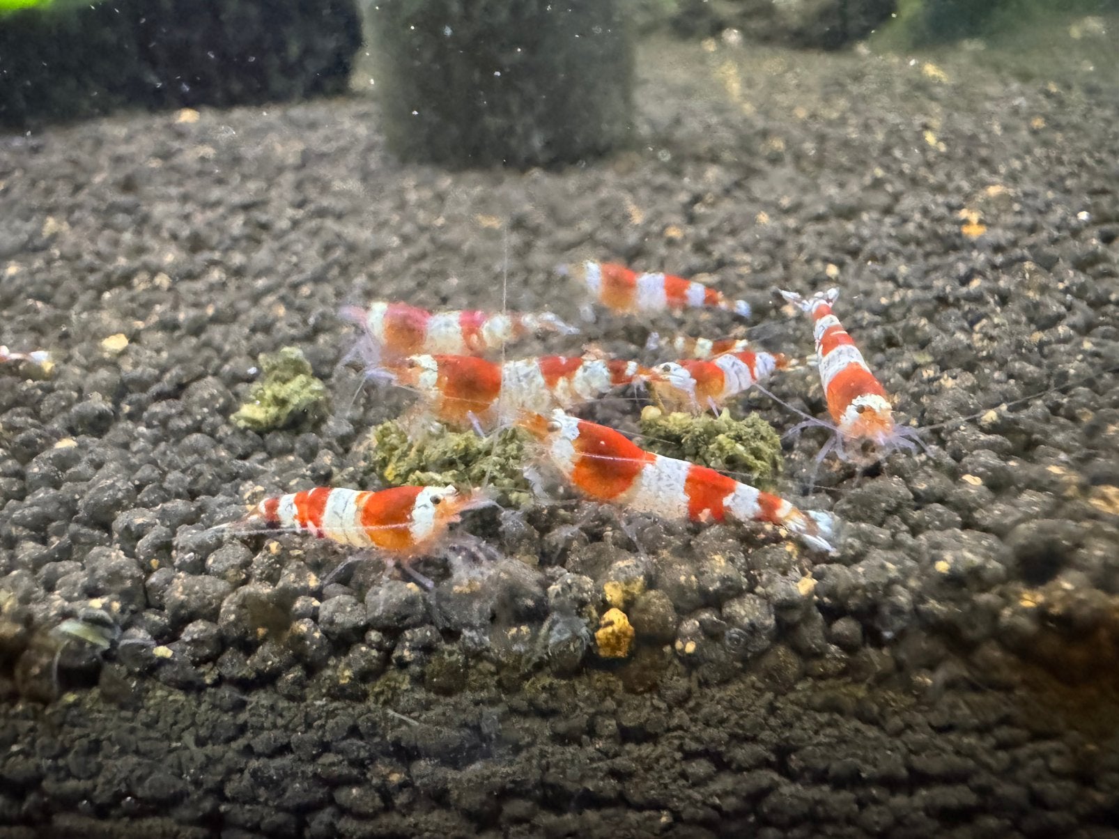 Crystal Red garnalen, Kreeft, Krab of Garnaal