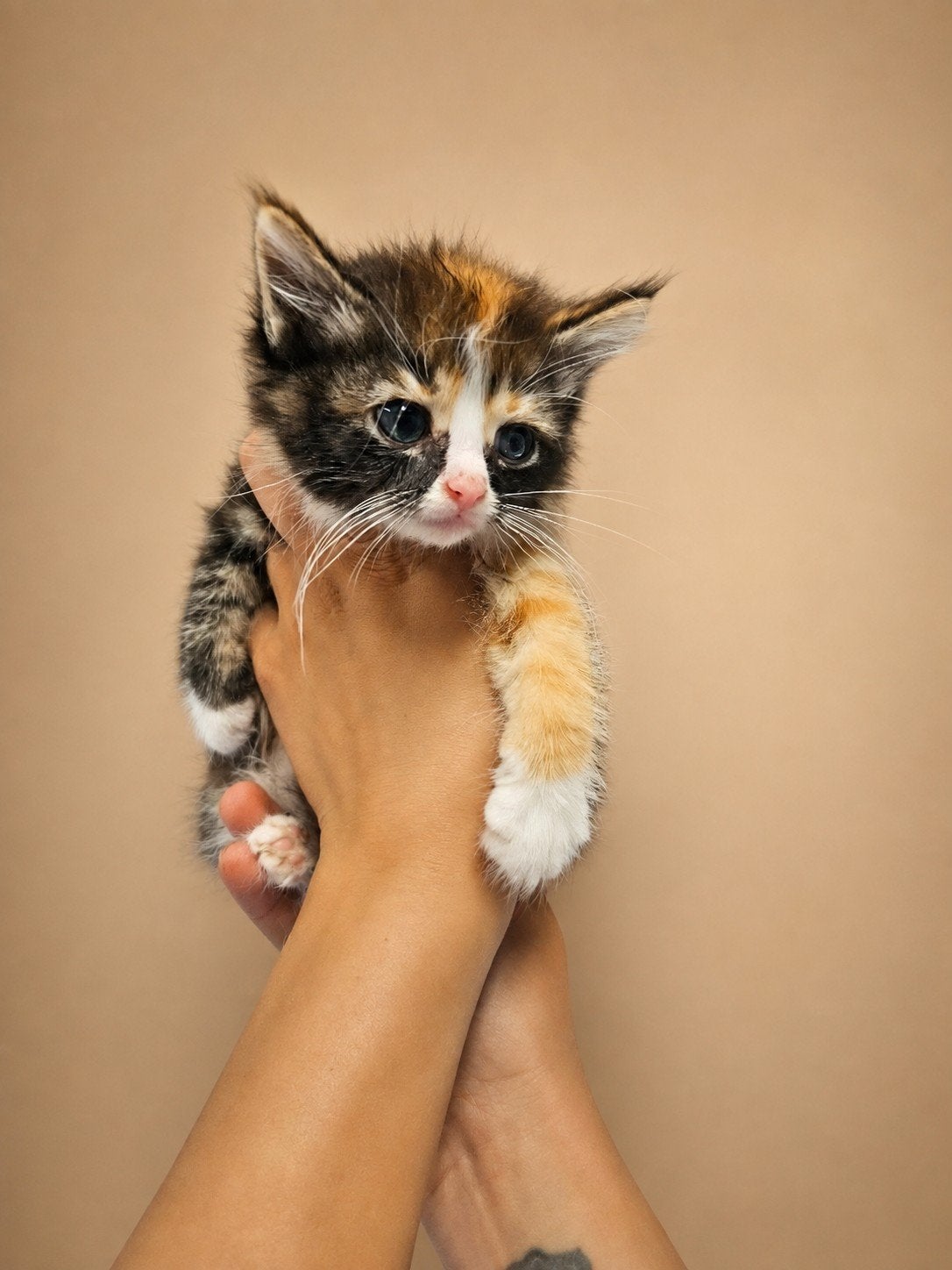 Ragdol kittens tekoop, Meerdere dieren, Langharig, 0 tot 2 jaar