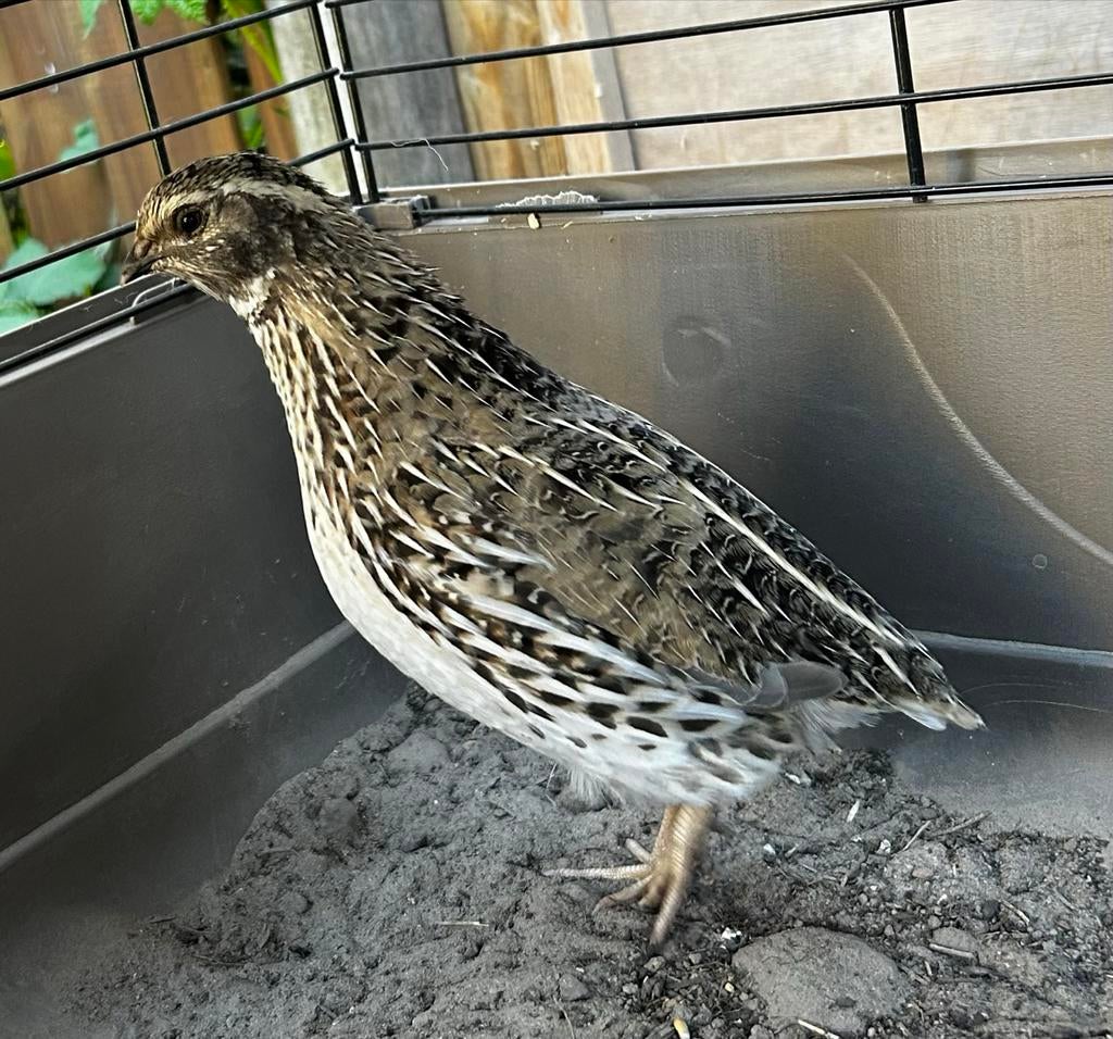 Jumbo Kwartel Haan, Dieren en Toebehoren, Pluimvee, Mannelijk, Overige soorten