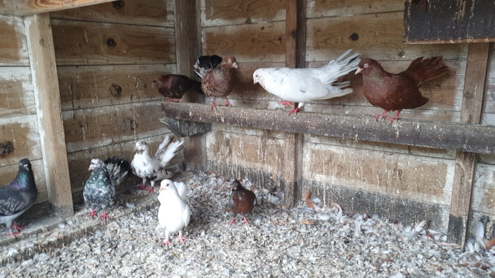meerdere duiven vinkduiven en oosterse rollers, Dieren en Toebehoren, Vogels | Duiven, Meerdere dieren