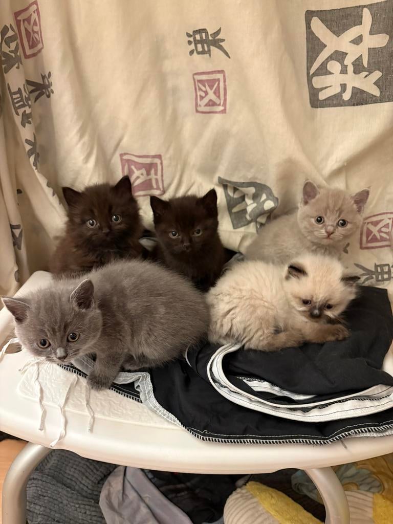 britse korthaar/langhaar kittens, Meerdere dieren, Ontwormd