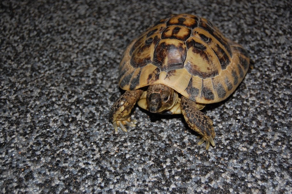Grieks Schildpadden koppel Tortoise photo 4