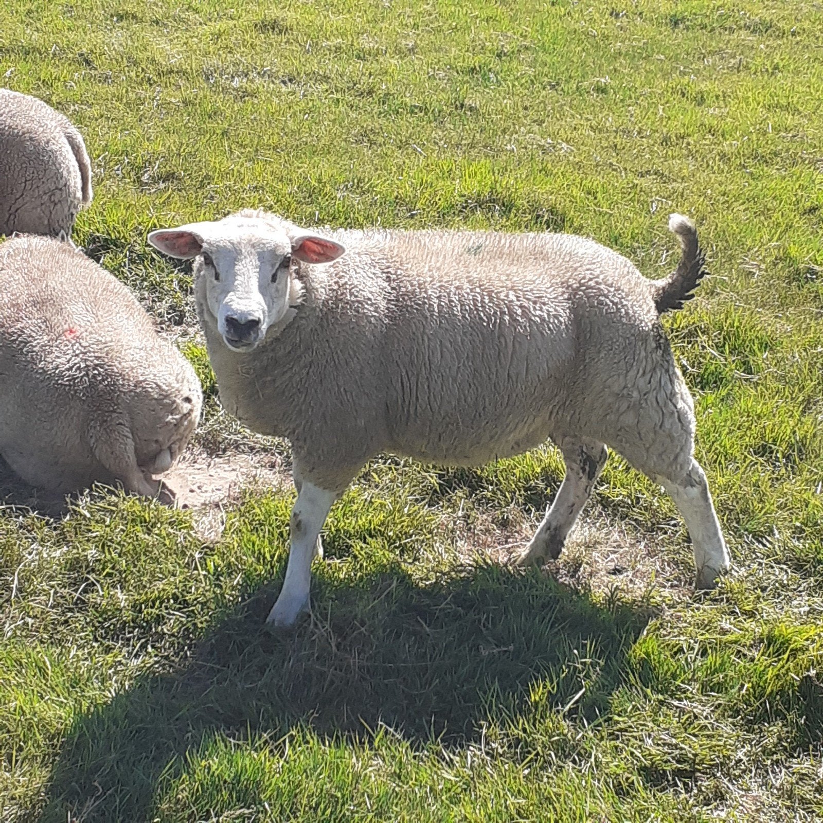 ooien lammeren schapen, Dieren en Toebehoren, Vrouwelijk, Schaap