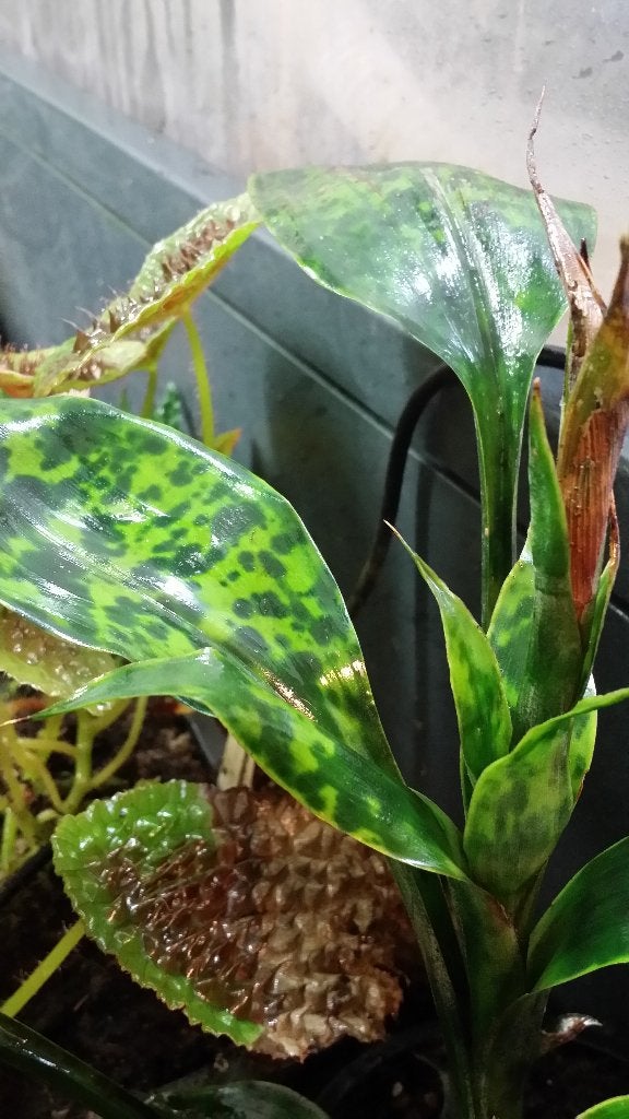 Ronnbergia morreniana obscure zeldzame bromelia Colombia, Ophalen of Verzenden, Overige soorten, Halfschaduw, Minder dan 100 cm