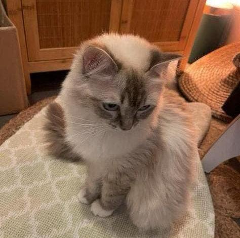 Schattige 100% Ragdoll kittens binnenkort beschikbaar, Meerdere dieren