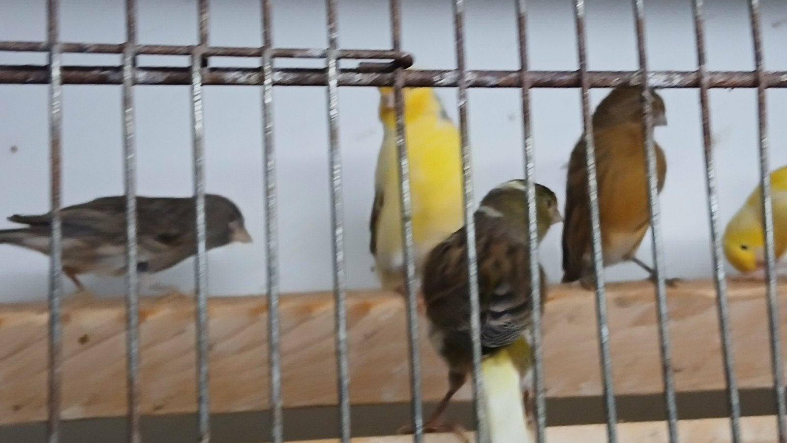 kanaries in verschillende kleuren, Dieren en Toebehoren