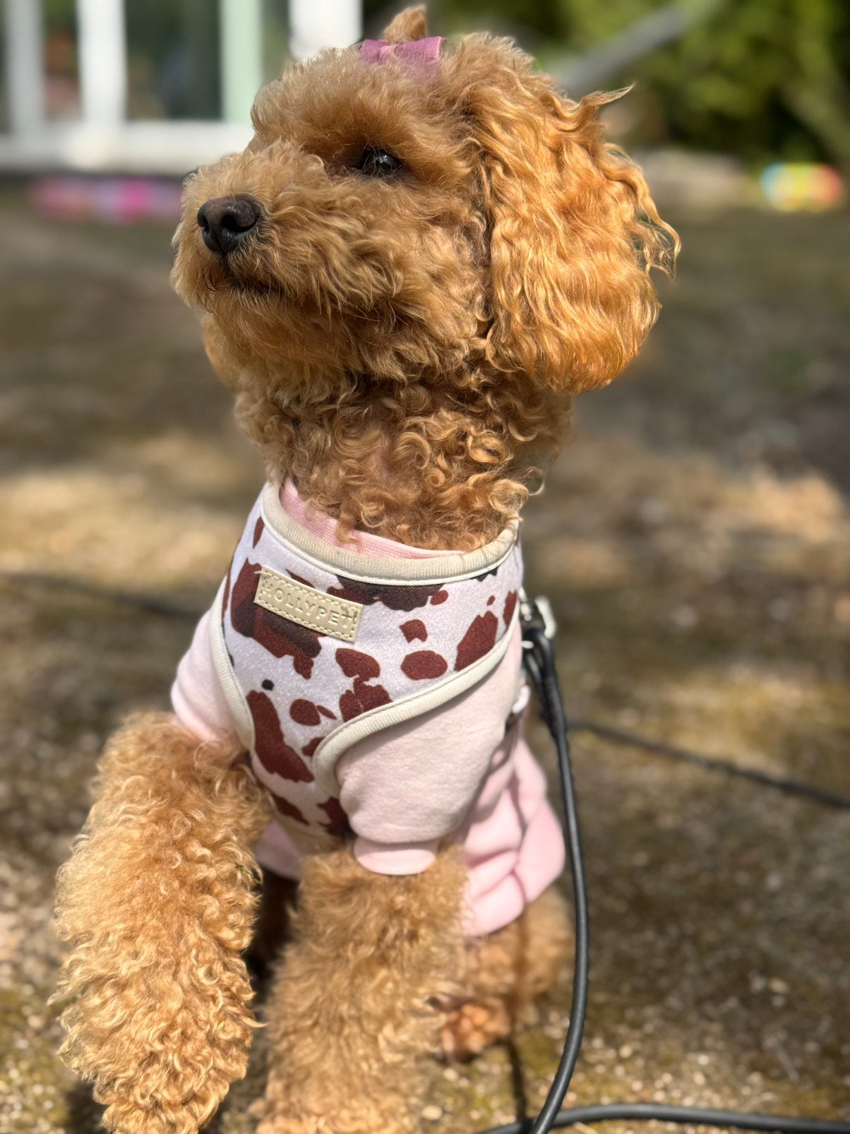 Toypoedel, Particulier, 1 tot 2 jaar, Buitenland, Teef