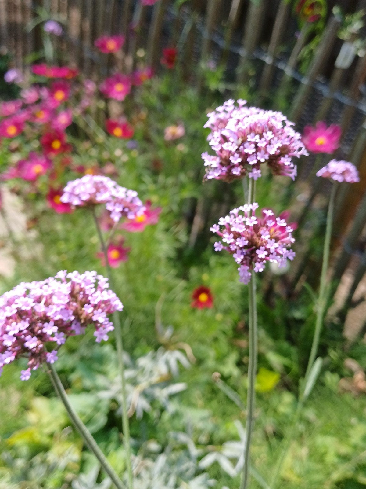 Verbena Bonariensis, Ophalen of Verzenden, Najaar, Volle zon, Zaad