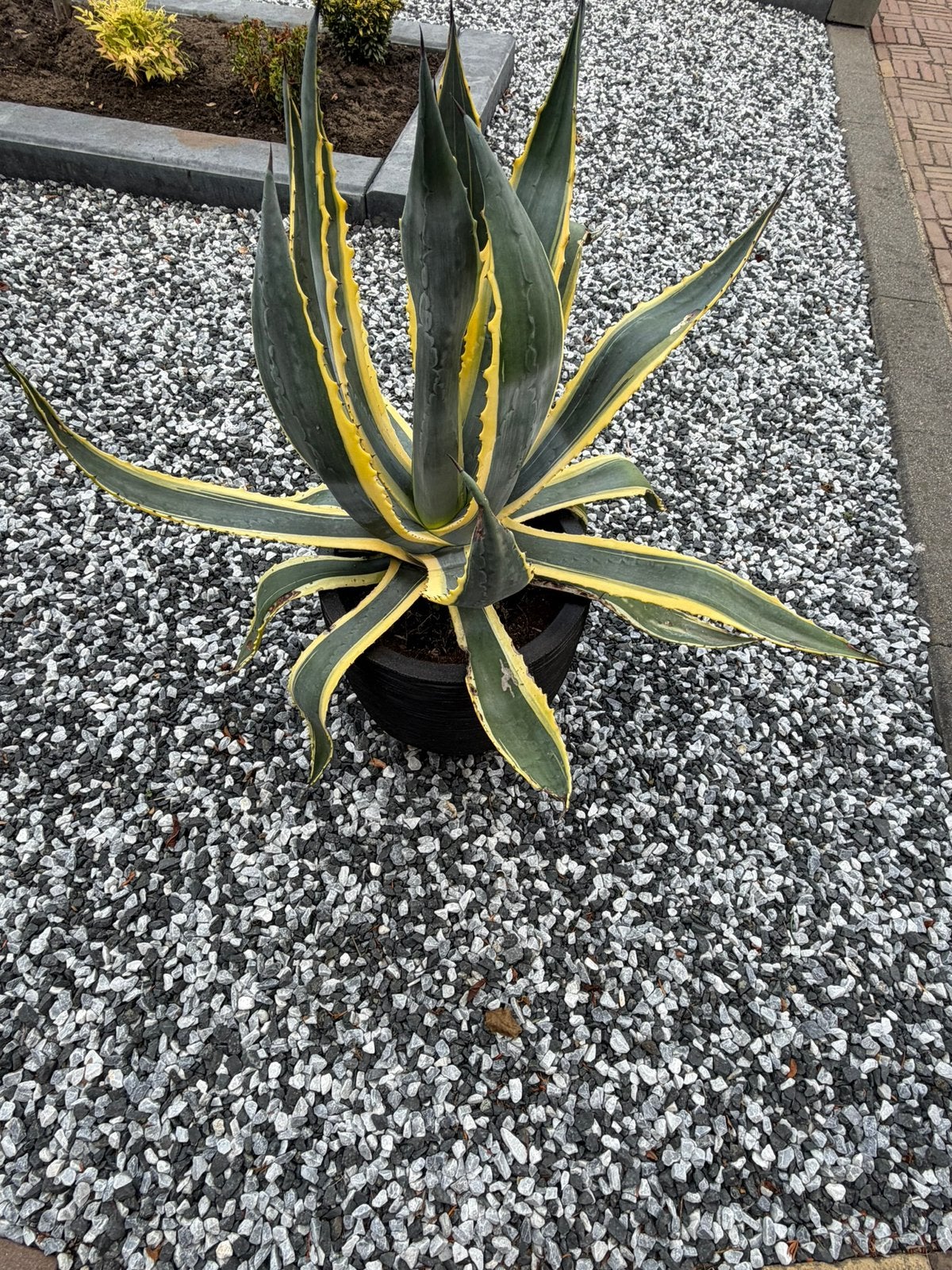 Pracht americana variegata agaves, Tuin en Terras, Volle zon, Vaste plant, Bloeit niet, Ophalen