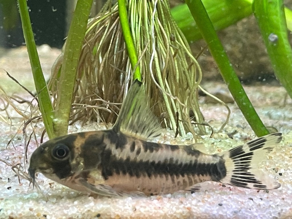Hoplisoma (corydoras) Boesemani, Vis, Zoetwatervis