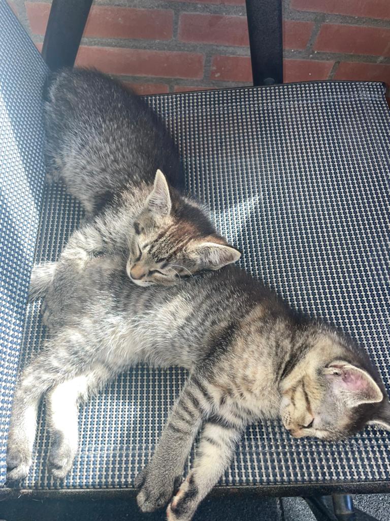 Te koop 2 supermooie kittens, Meerdere dieren, Kortharig, 0 tot 2 jaar