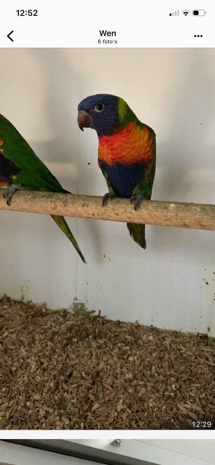 2 jonge Lori van de blauwe bergen te koop, Dieren en Toebehoren, Vogels | Parkieten en Papegaaien, Geslacht onbekend, Papegaai