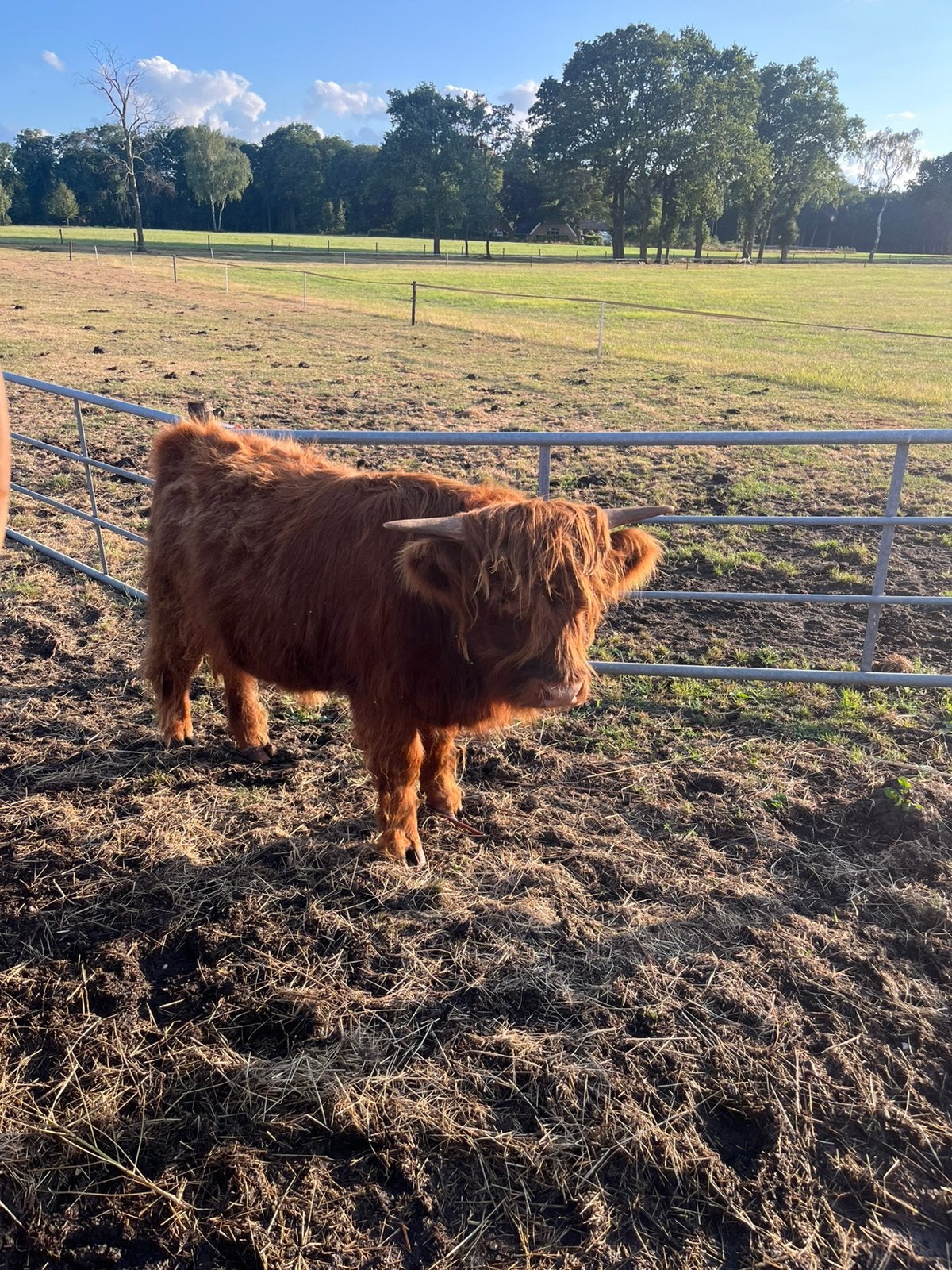 Schotse hooglander stier, Mannelijk