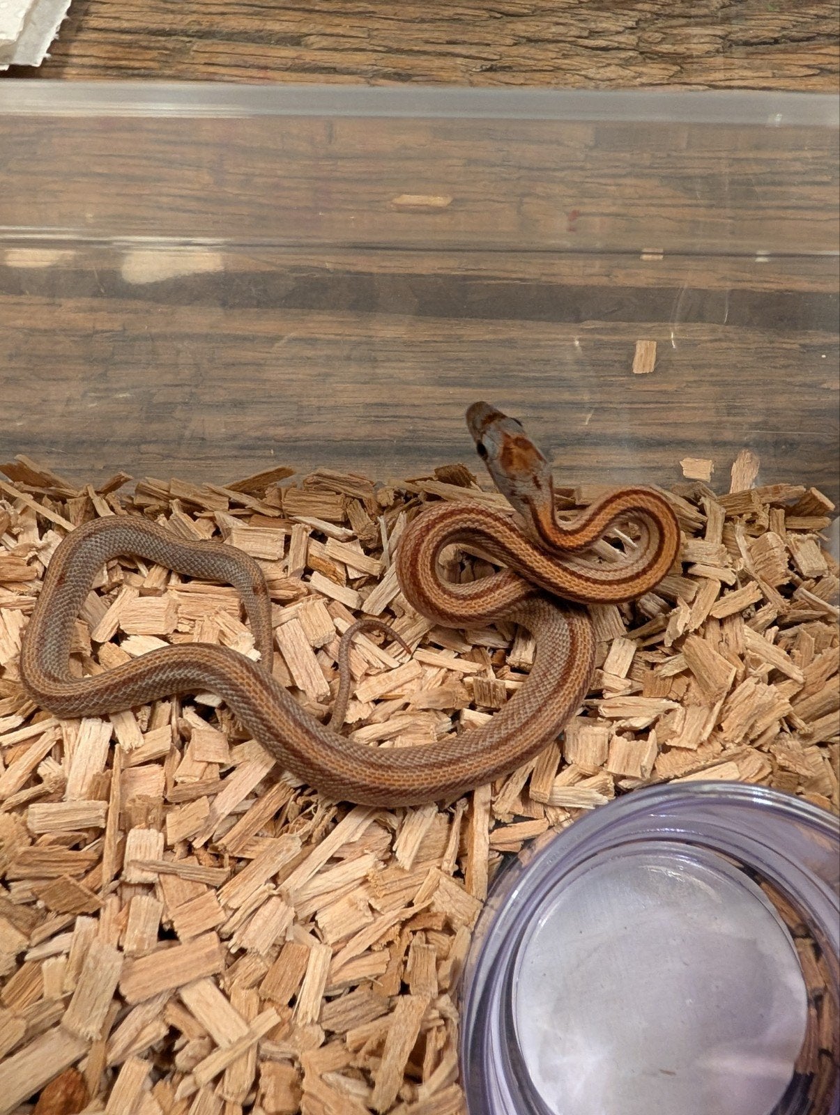 Super mooie korenslangen (genen bommetjes) Corn Snake photo 23
