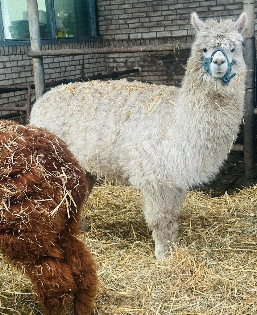Mooie witte alpaca hengst, Dieren en Toebehoren, Mannelijk, Geit, 3 tot 5 jaar