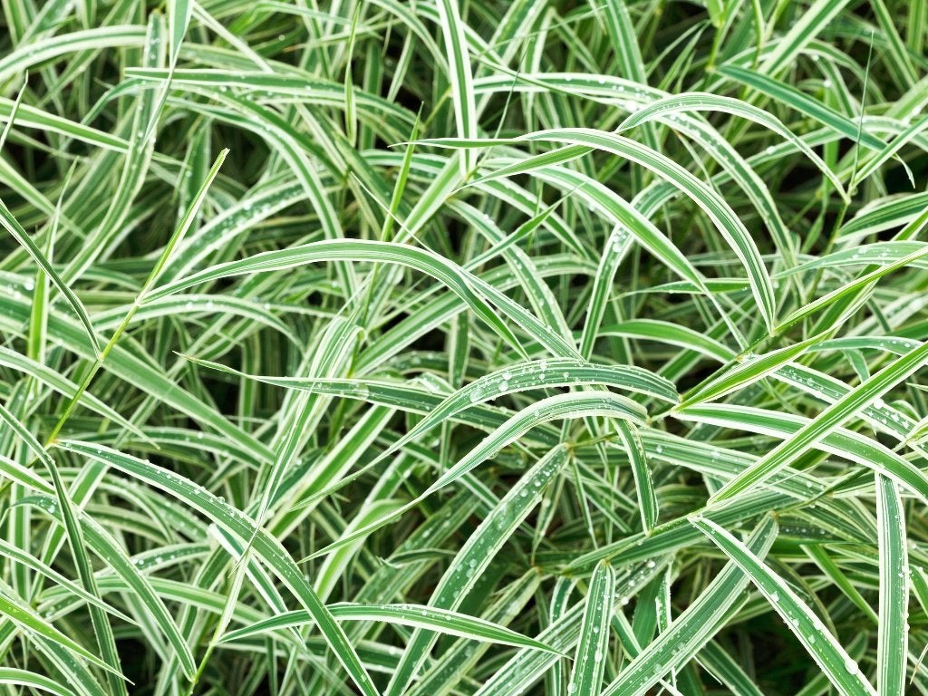 Vaste planten: carex morrowii 'variegata', p9, Tuin en Terras, Planten | Tuinplanten, Volle zon, Vaste plant, Siergrassen, Ophalen of Verzenden