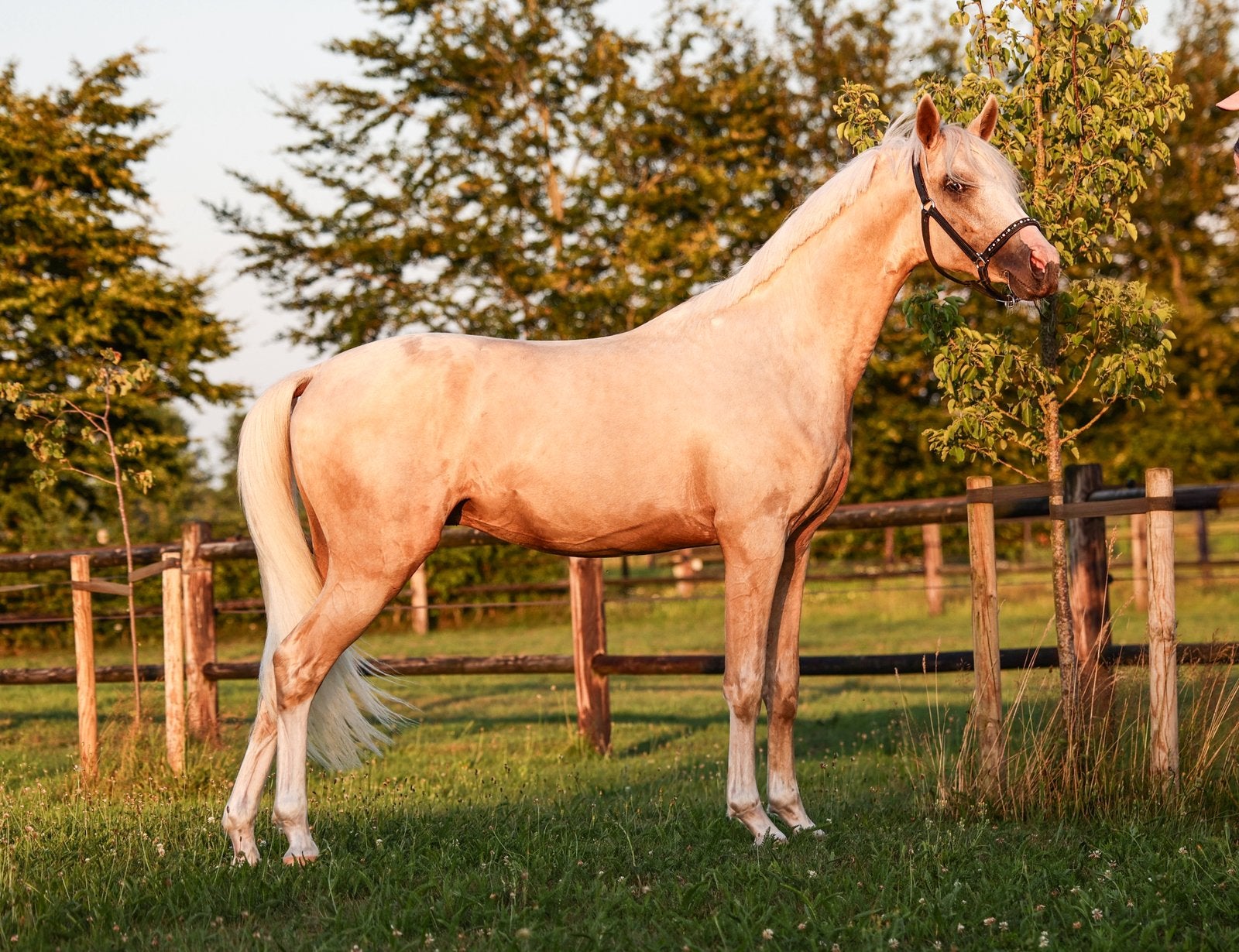 Prachtige 2 jarige D pony palomino ruin (NRPS), Met stamboom, Ruin, Dressuurpony, Niet van toepassing
