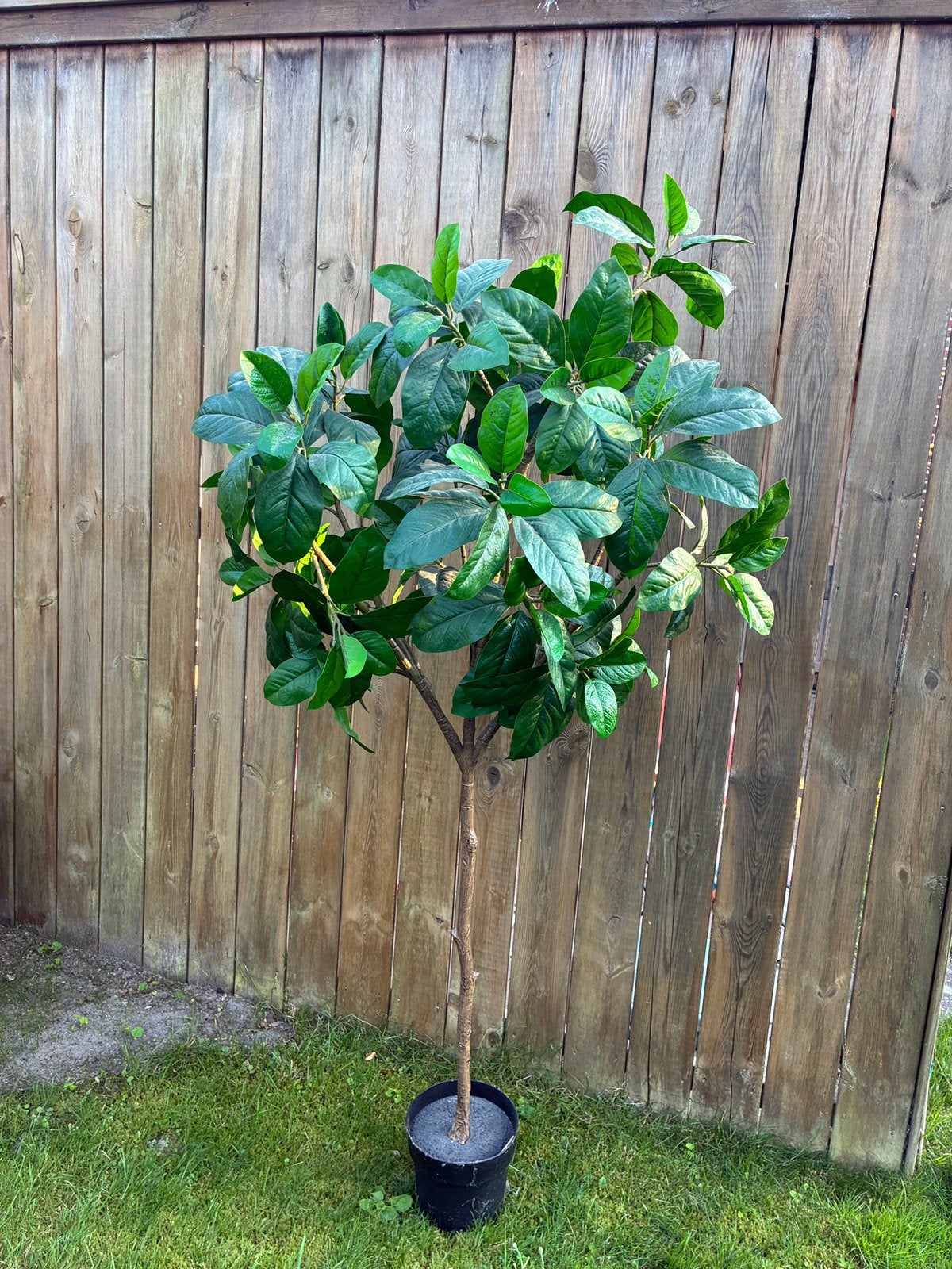 Prachtige kunst plant / boom, Ophalen, Zo goed als nieuw, Kunstplant, Groen