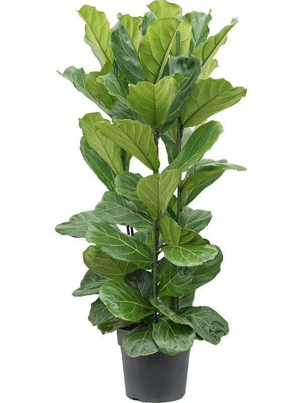 Gezocht. Grootte kamer plant, Tuin en Terras, Planten | Tuinplanten, Ophalen, Overige soorten, Volle zon