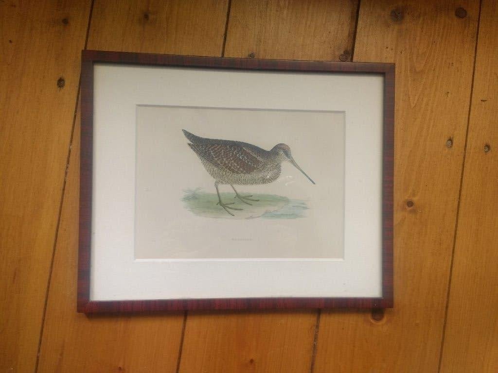 Houtsnip (woodcock) in lijst. Chromolitho of ingekleurd?, Verzamelen, Ophalen of Verzenden, Zo goed als nieuw, Voor 1940, Dier