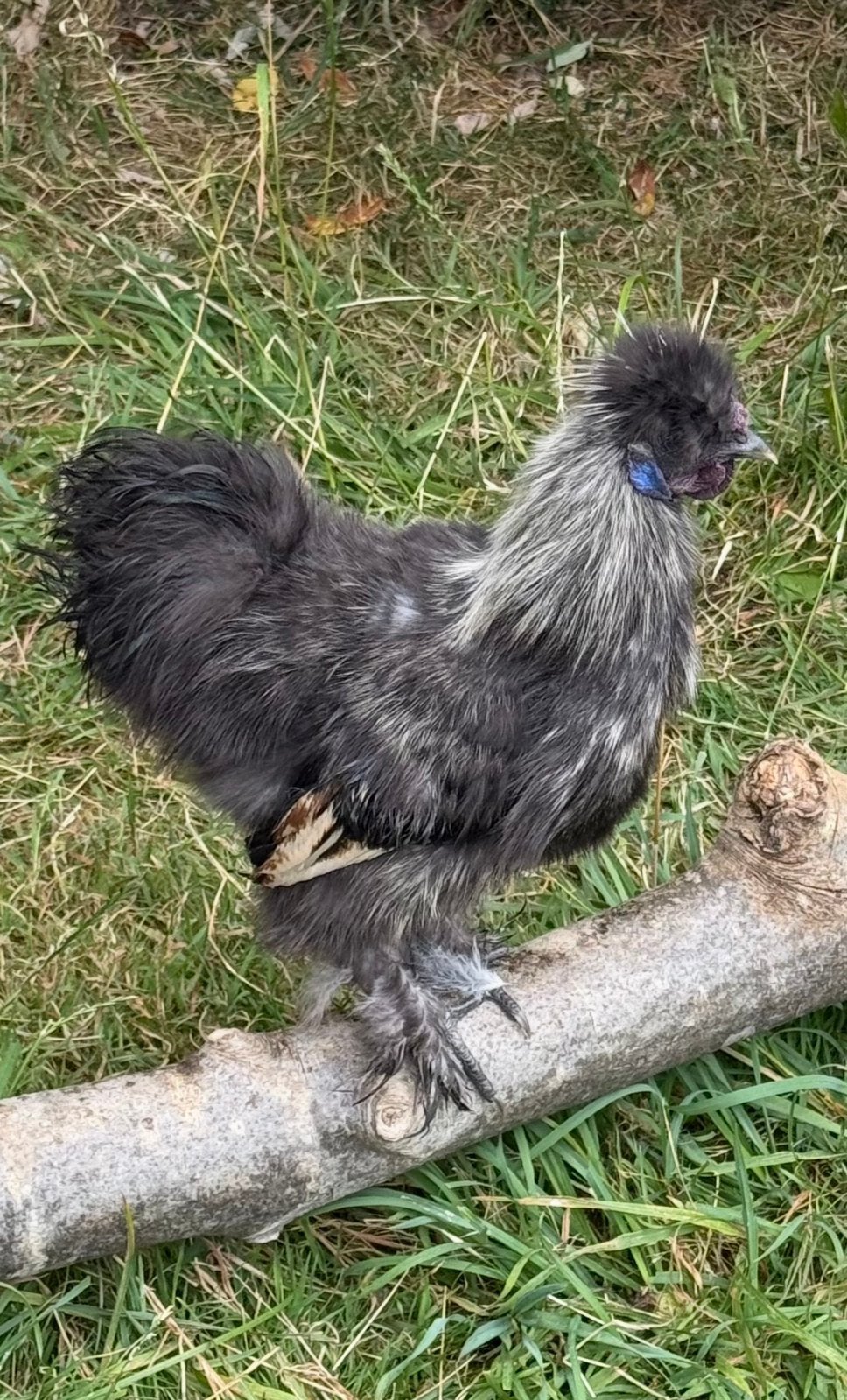 2 jonge zijdehoender kriel hanen (spoed!), Mannelijk, Kip