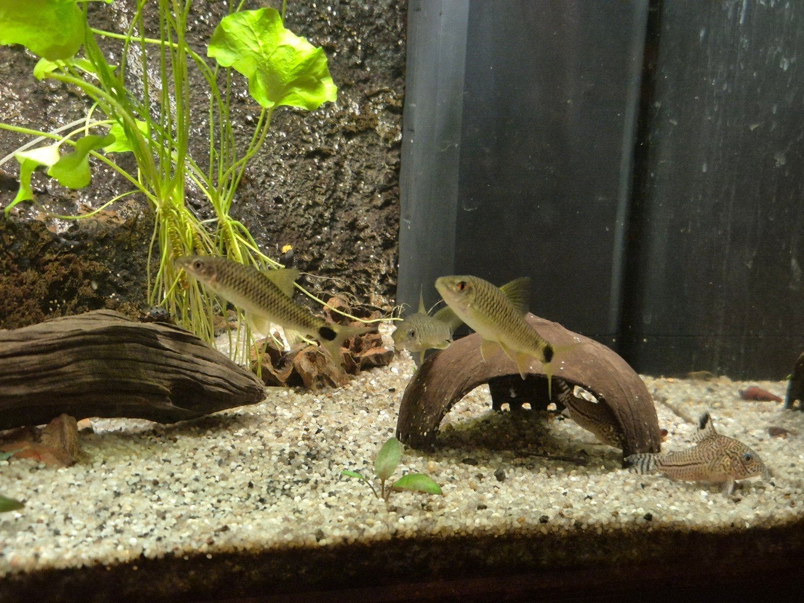 3x Crossocheilus reticulatus, Dieren en Toebehoren, Vissen | Aquariumvissen, Vis, Zoetwatervis
