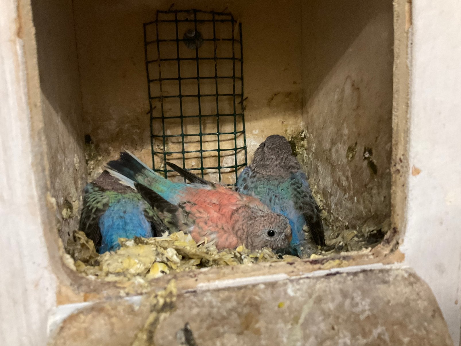 Bourke in blauwe, Dieren en Toebehoren, Meerdere dieren, Parkiet