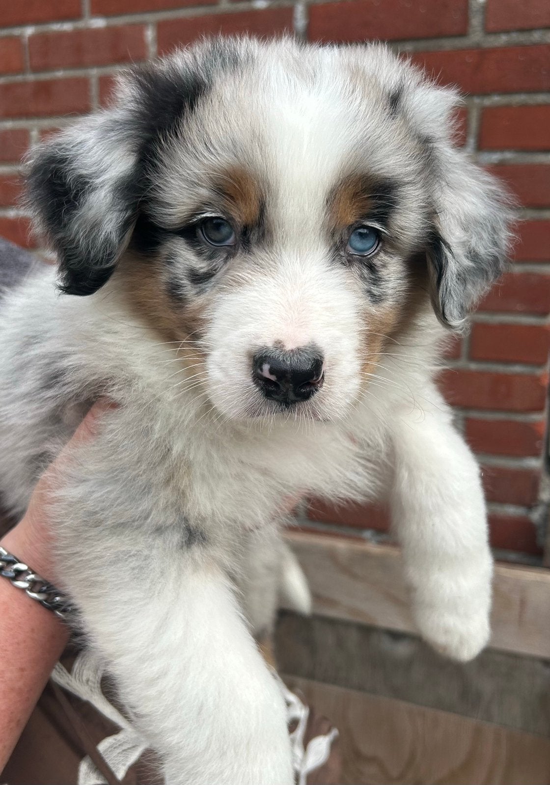 Austalische herder pups, Parvo, 8 tot 15 weken, Meerdere, Meerdere dieren