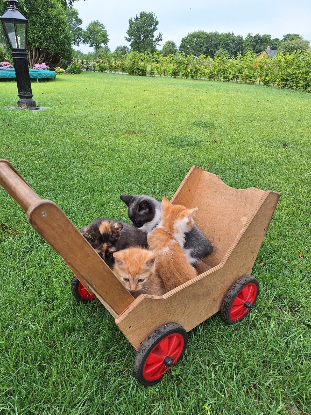 Lieve boerderijkittens te koop, Meerdere dieren