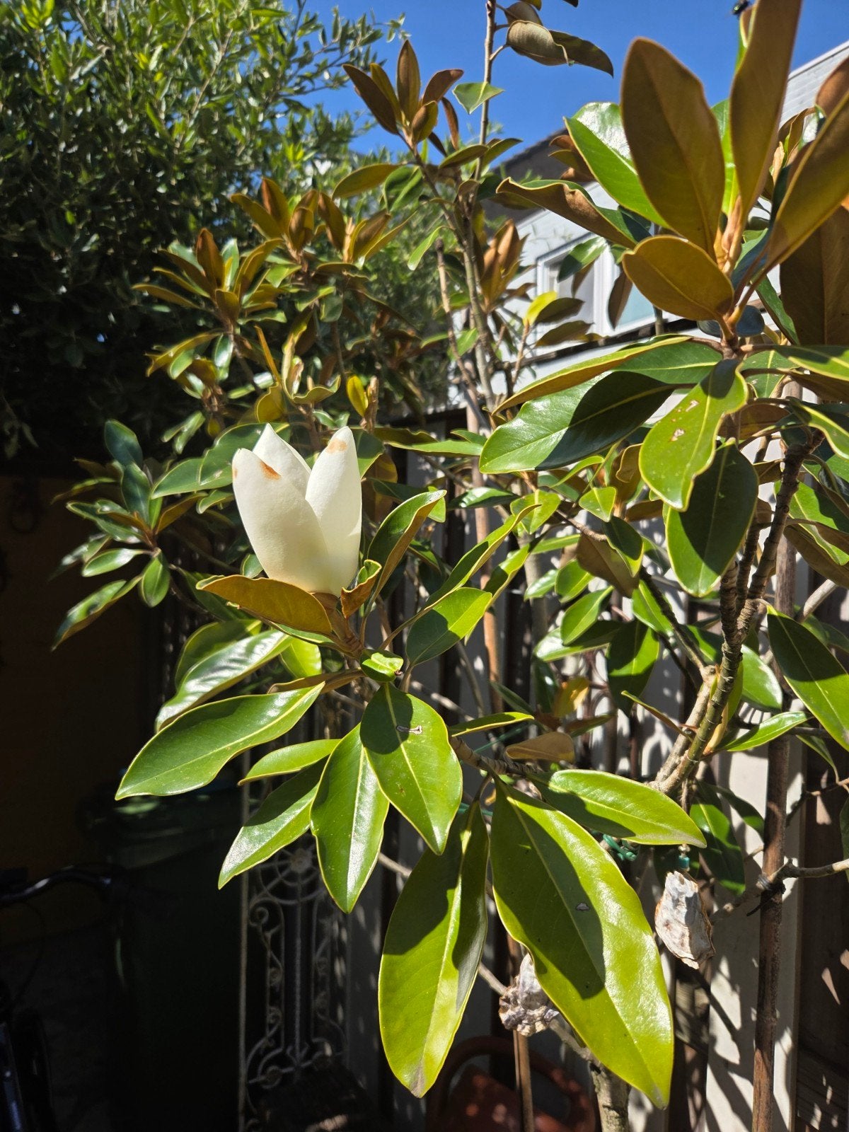 Italiaanse magnolia boom in terracottapot - Groenblijvend, Overige soorten, 250 tot 400 cm, Zomer, Ophalen