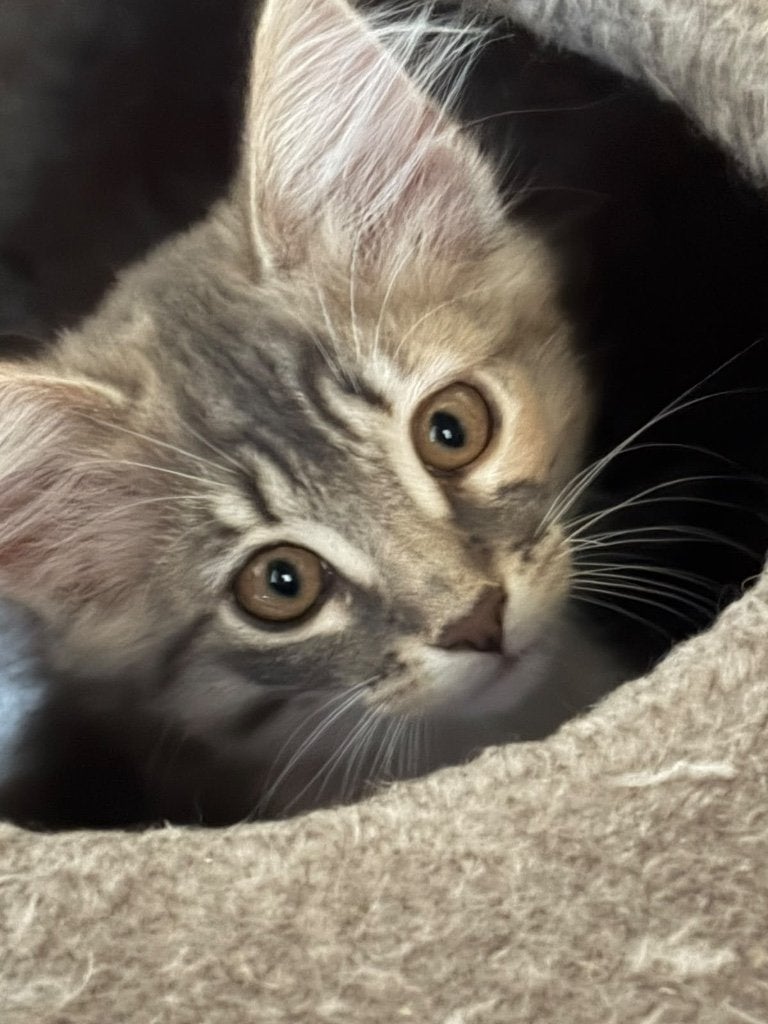Noorse boskat kitten, Poes, Met stamboom, 0 tot 2 jaar