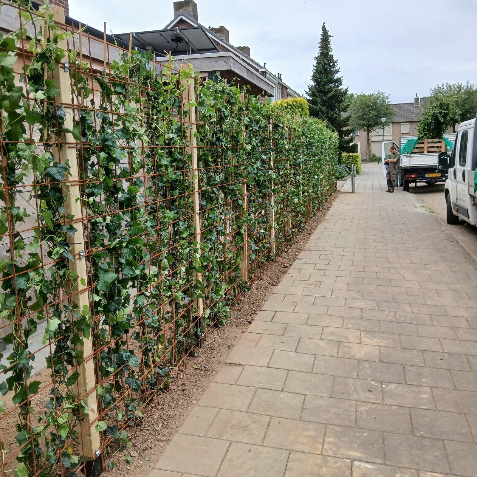 25 Hedera Hibernica klimplanten, 2.00m en hoger, Tuin en Terras, Planten | Tuinplanten, Ophalen, Bloeit niet, Klimplanten, Halfschaduw