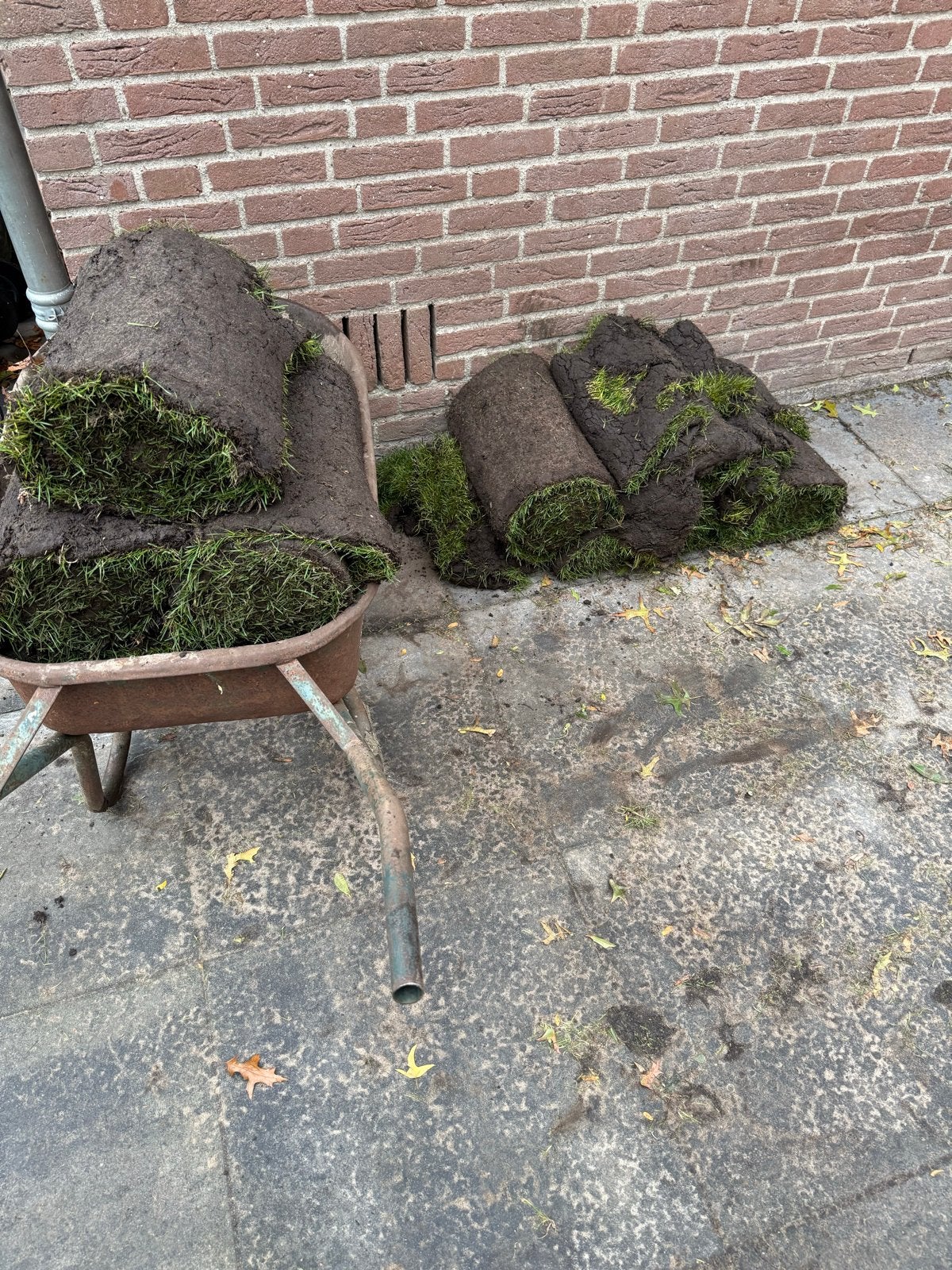 10 rollen graszoden - 10m², Ophalen, Zo goed als nieuw, 10 tot 20 m², Gras