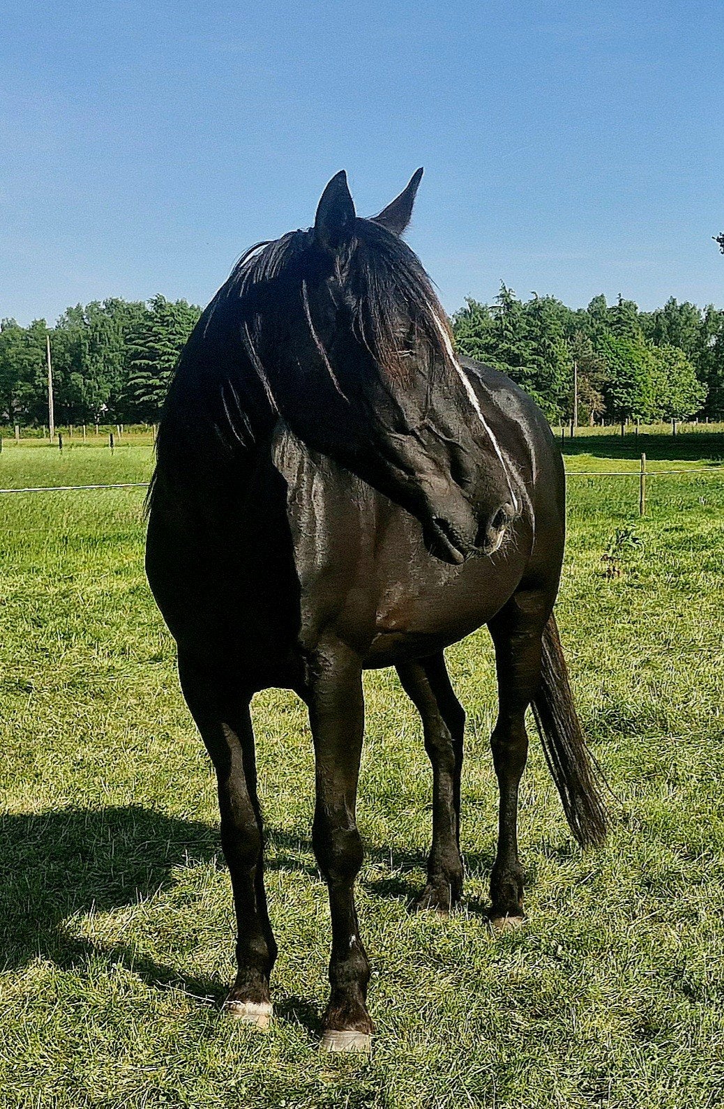 Leuke en lieve recreatie merrie, Merrie, Recreatiepaard
