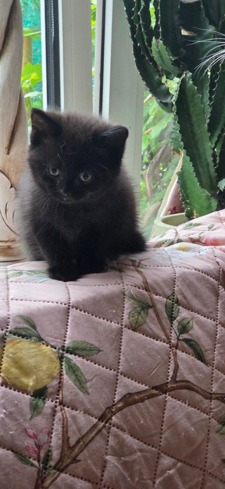 Lieve knuffelige britse korthaar kittens, Dieren en Toebehoren, Katten en Kittens | Raskatten | Korthaar, Kater, 0 tot 2 jaar