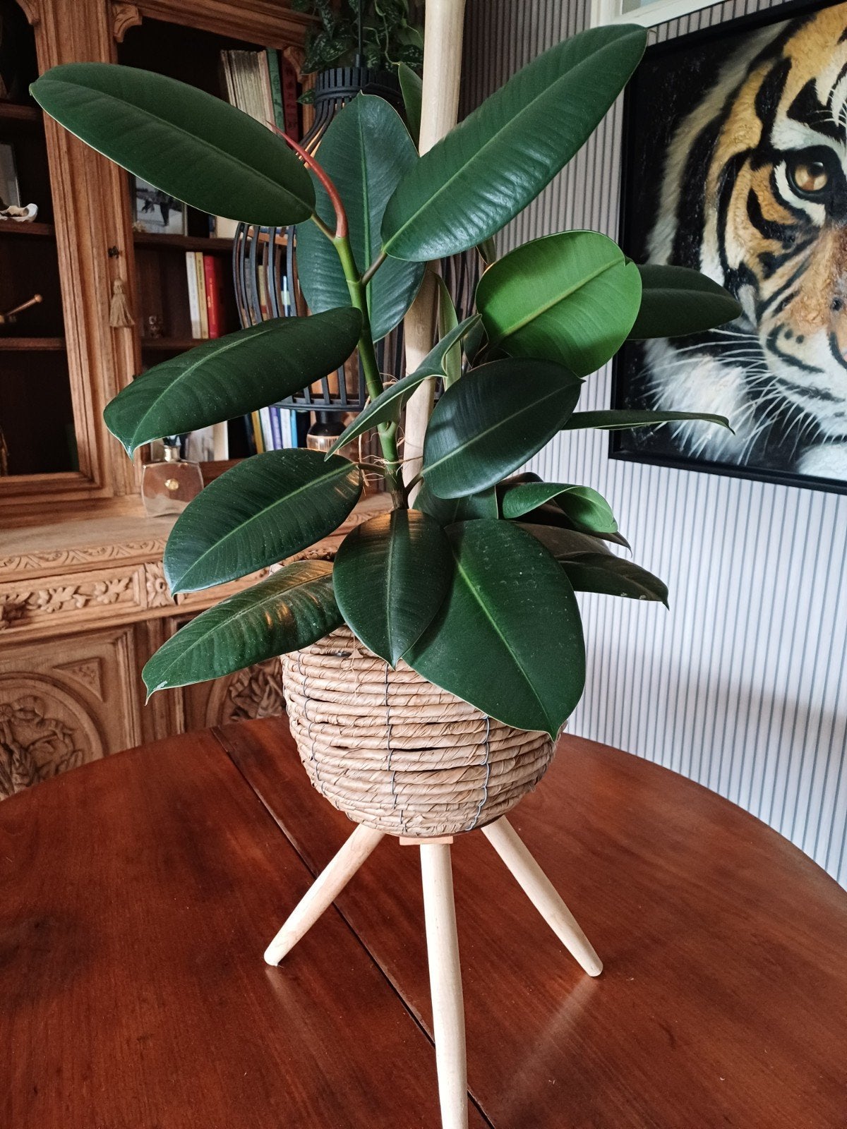 rubberboom in pot, Huis en Inrichting, Ophalen, Hout